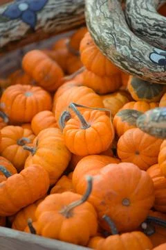 Pumpkins in a crate Stock Photos
