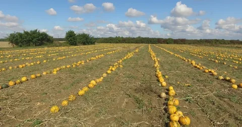 Pumpkins day time in line at field Stock Footage 119247443