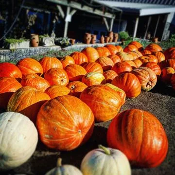 Pumpkins for days Stock Photos
