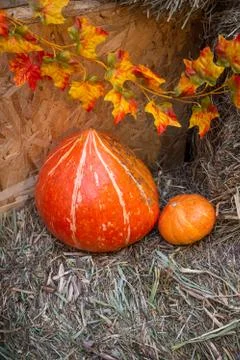 Pumpkins as a decor for a photo Stock Photos