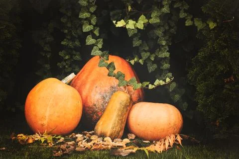 Pumpkins decoration Foto stock