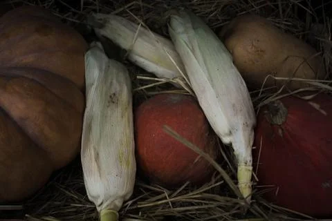 Pumpkins of different shapes and colors along with corn are in a wooden box l Stock Photos