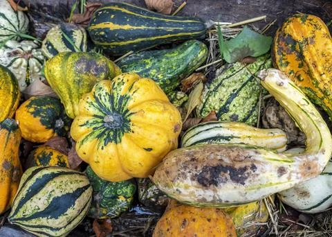 Pumpkins of different shapes, sizes and colors left in a pit Stock Photos