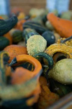 Pumpkins in different sizes and forms Stock Photos