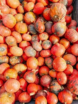 Pumpkins of different sizes form a pile seen from above. Red and orange ski.. Stock Photos