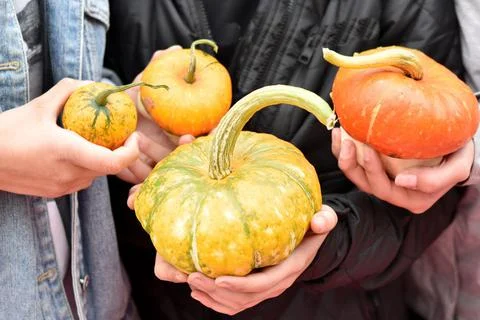 Pumpkins of different sizes in the hands of children. Autumn harvest Stock Photos