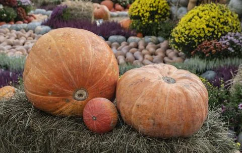 Pumpkins of different sizes lie on the straw. There are many yellow pumpkins in Stock Photos