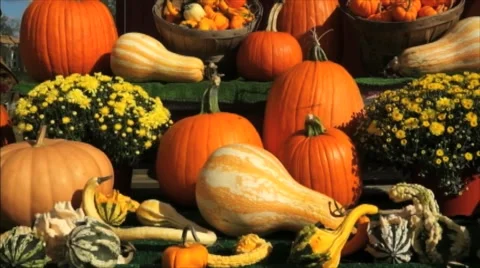 Pumpkins on display Stock Footage 42890138