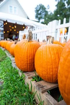 Pumpkins on Display Outside a Barn During Autumn Harvest in Florida Stock Photos
