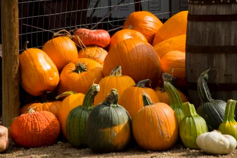 Pumpkins on display Foto stock