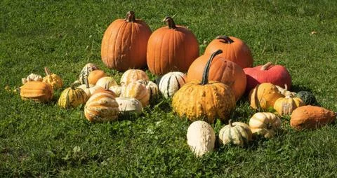 Pumpkins on display Stock Photos