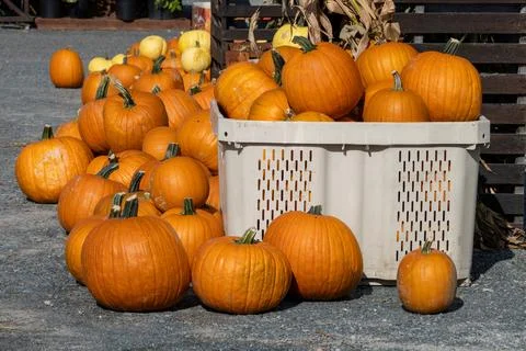 Pumpkins on display 스톡 사진