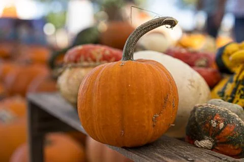 Pumpkins on Display for Sale in the Sun Patch Stock Photos