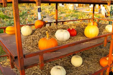 Pumpkins displayed on a cart at a pumpkin patch during Halloween season Stock Photos