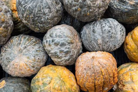 Pumpkins displaying diverse textures and colors for harvest celebration Фото