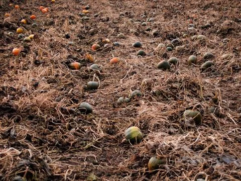 Pumpkins distributed on the ground as part of their harvest Stock Photos