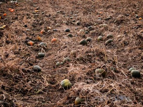 Pumpkins distributed on the ground as part of their harvest Stock Photos