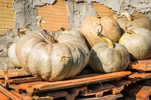 Pumpkins drying in the autumn sun. Stock Photos