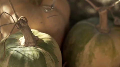 Pumpkins drying in autumn sunshine Stock Footage 141308486
