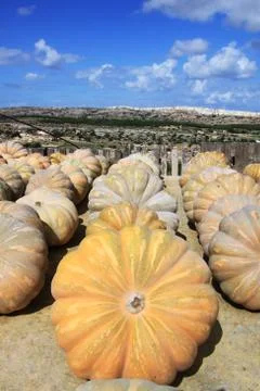 Pumpkins drying in the sun Stock Photos