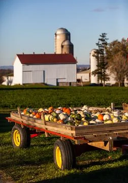 Pumpkins in the Fall with Barn In Background shot Vertical Foto stock