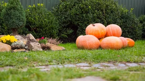 Pumpkins in the fall on green grass in the garden. Halloween and Thanks Giving Stock Footage 82142699