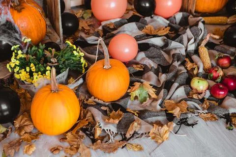 Pumpkins with fall leaves and orange balloons, plaid, corn on the floor. Stock Photos