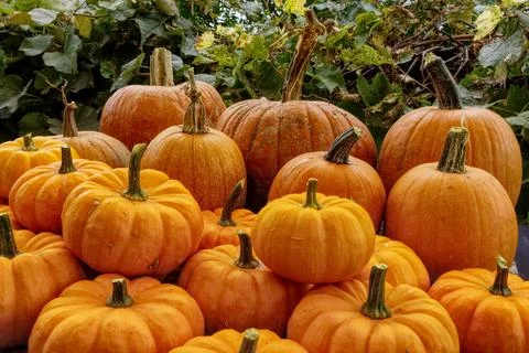 Pumpkins in fall Fotos de archivo