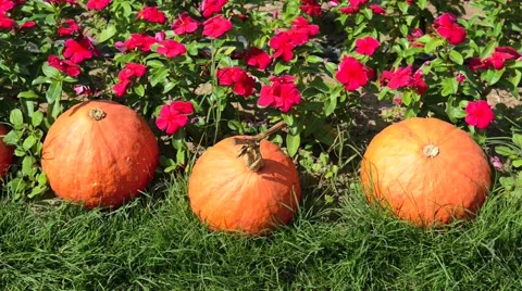 Pumpkins in farm Stock Footage 45529723