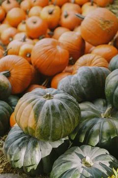Pumpkins. Farm. Halloween Pumpkin Patch. Veggie. White Pumpkins. Vegetables. 스톡 사진