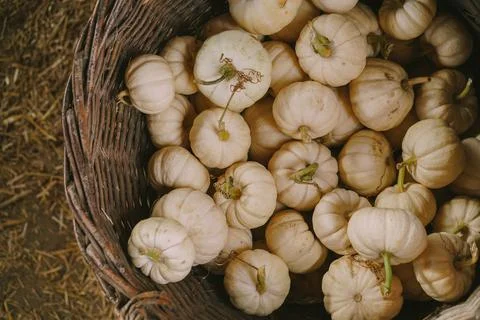 Pumpkins. Farm. Halloween Pumpkin Patch. Veggie. White Pumpkins. Vegetables. Foto stock