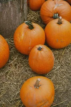 Pumpkins. Farm. Halloween Pumpkin Patch. Veggie. White Pumpkins. Vegetables. 스톡 사진