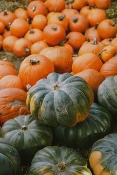 Pumpkins. Farm. Halloween Pumpkin Patch. Veggie. White Pumpkins. Vegetables. Foto stock