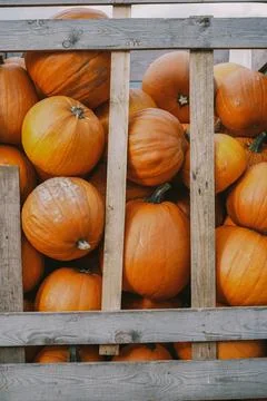 Pumpkins. Farm. Halloween Pumpkin Patch. Veggie. White Pumpkins. Vegetables. 스톡 사진