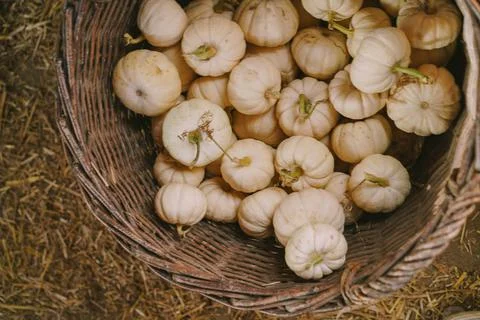 Pumpkins. Farm. Halloween Pumpkin Patch. Veggie. White Pumpkins. Vegetables. 스톡 사진