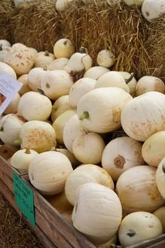 Pumpkins. Farm. Halloween Pumpkin Patch. Veggie. White Pumpkins. Vegetables. 스톡 사진