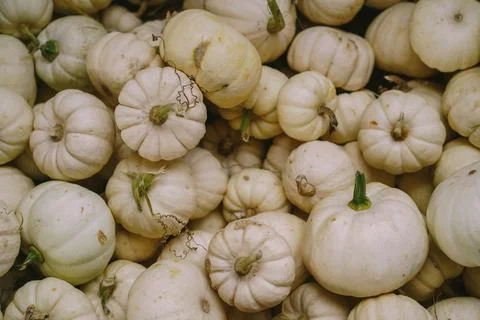 Pumpkins. Farm. Halloween Pumpkin Patch. Veggie. White Pumpkins. Vegetables. Foto stock