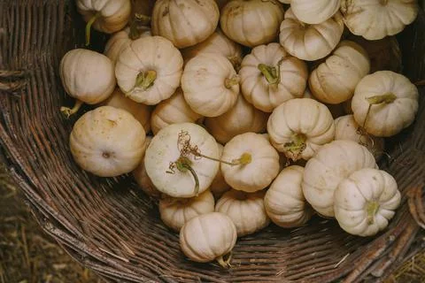 Pumpkins. Farm. Halloween Pumpkin Patch. Veggie. White Pumpkins. Vegetables. Foto stock
