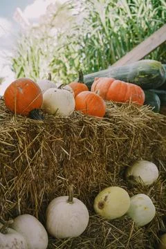 Pumpkins. Farm. Halloween Pumpkin Patch. Veggie. White Pumpkins. Vegetables. Foto stock