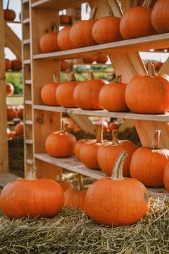 Pumpkins. Farm. Halloween Pumpkin Patch. Veggie. White Pumpkins. Vegetables. Stock Photos