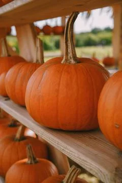 Pumpkins. Farm. Halloween Pumpkin Patch. Veggie. White Pumpkins. Vegetables. 스톡 사진