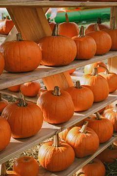 Pumpkins. Farm. Halloween Pumpkin Patch. Veggie. White Pumpkins. Vegetables. 스톡 사진