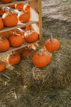 Pumpkins. Farm. Halloween Pumpkin Patch. Veggie. White Pumpkins. Vegetables. 스톡 사진