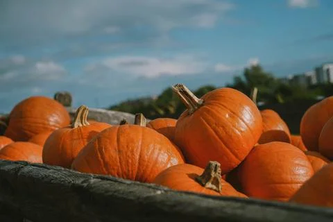 Pumpkins. Farm. Halloween Pumpkin Patch. Veggie. White Pumpkins. Vegetables. Foto stock