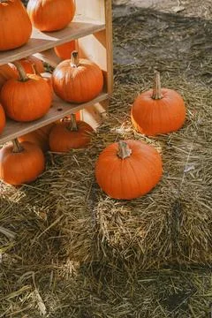 Pumpkins. Farm. Halloween Pumpkin Patch. Veggie. White Pumpkins. Vegetables. 스톡 사진