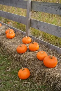 Pumpkins. Farm. Halloween Pumpkin Patch. Veggie. White Pumpkins. Vegetables. Foto stock