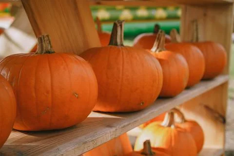 Pumpkins. Farm. Halloween Pumpkin Patch. Veggie. White Pumpkins. Vegetables. Foto stock