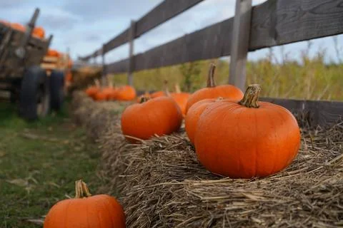 Pumpkins. Farm. Halloween Pumpkin Patch. Veggie. White Pumpkins. Vegetables. 스톡 사진