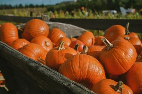 Pumpkins. Farm. Halloween Pumpkin Patch. Veggie. White Pumpkins. Vegetables. Foto stock
