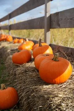 Pumpkins. Farm. Halloween Pumpkin Patch. Veggie. White Pumpkins. Vegetables. Foto stock